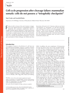 tetraploidy checkpoint - The Journal of Cell Biology