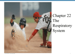 Chap. 22 Respiratory System V9