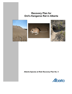 Recovery Plan for Ord`s Kangaroo Rat in Alberta