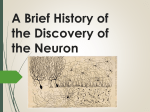 A Brief History of the Discovery of the Neuron Based on the History