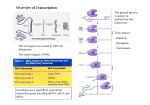 Overview of Transcription