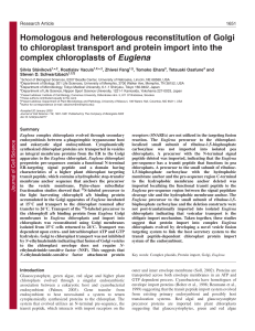 Homologous and heterologous reconstitution of Golgi to chloroplast