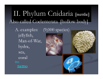 II. Phylum Cnidaria [nettle]
