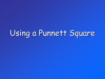Using a Punnett Square