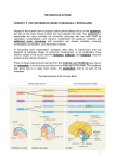 THE NERVOUS SYSTEM CONCEPT 2: THE VERTEBRATE BRAIN