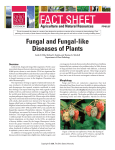 Fungal and Fungal-like Diseases of Plants