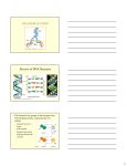 DNA REPLICATION Review of DNA Structure