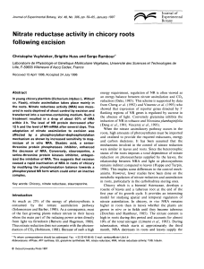 Nitrate reductase activity in chicory roots