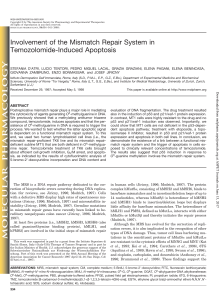 Involvement of the Mismatch Repair System in Temozolomide