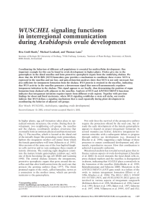 WUSCHEL signaling functions in interregional communication
