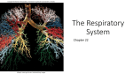 The Respiratory System - Palm Beach State College