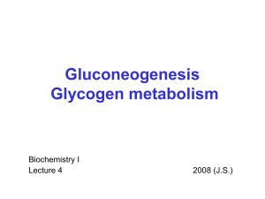 Gluconeogenesis Glycogen metabolism