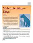 male_infertility-dogs - Milliken Animal Clinic