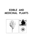 EDIBLE AND MEDICINAL PLANTS