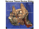 Nervous Tissue Review Slides