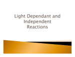 Light Dependant Reactions