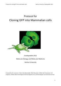 Cloning GFP into Mammalian cells