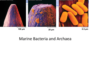 Marine Bacteria and Archaea