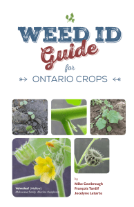New Weed ID Guide for Ontario Crops