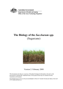 The Biology of the Saccharum spp. (Sugarcane)