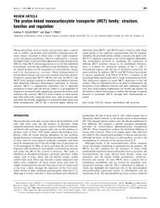 The proton-linked monocarboxylate transporter (MCT) family