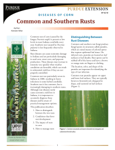 Common and Southern Rusts - Purdue Extension