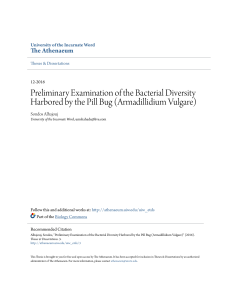 Preliminary Examination of the Bacterial Diversity