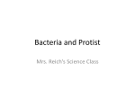 Bacteria and Protist - 8th Grade Science. M. Reich