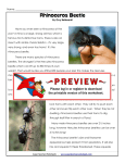 Rhinoceros Beetle - Super Teacher Worksheets