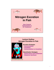 Nitrogen Excretion in Fish
