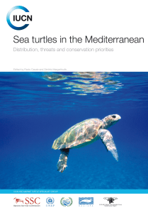 Sea turtles in the Mediterranean