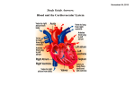 Study Guide Answers: Blood and the Cardiovascular System