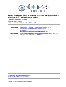 mitosis on DNA replication and repair. Mitotic checkpoint genes in