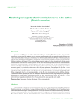 Morphological aspects of atrioventricular valves in the ostrich