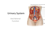 Urinary System - Mohawk Medicinals