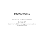 Prokaryotes - Bakersfield College