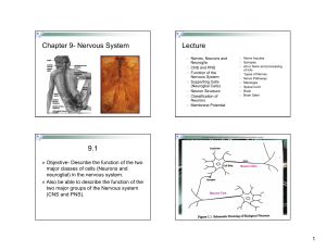 Chapter 9- Nervous System Lecture 9.1