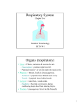 Respiratory System Organs (respiratory)