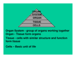 Digestive and Respiratory System