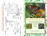 A Butterfly Guide - Cape Fear Audubon Society