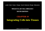 Integrating Cells into Tissues Integrating Cells into Tissues