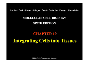 Integrating Cells into Tissues Integrating Cells into Tissues