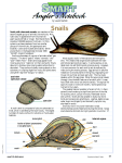 Snails - Pennsylvania Envirothon