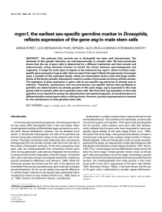 mgm1, the earliest sex-specific germline marker in Drosophila