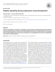 Peptide signalling during angiosperm seed