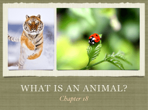 WHAT IS AN ANIMAL?