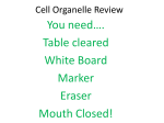 Cell Organelle Review