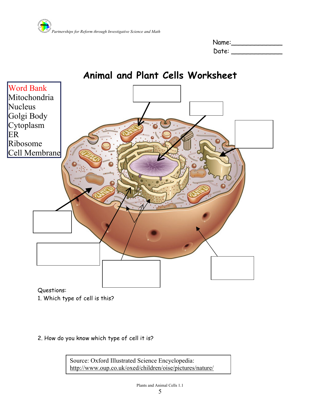 Animal and Plant Cells Worksheet With Animal And Plant Cells Worksheet
