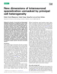 New dimensions of interneuronal specialization unmasked by