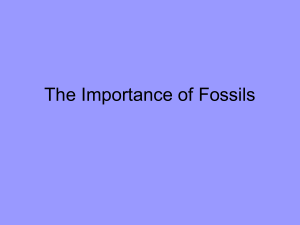 The Importance of Fossils